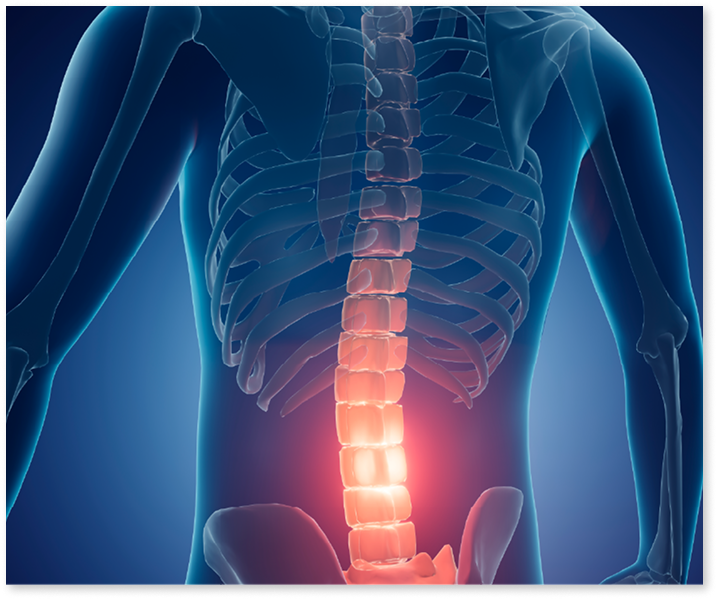 spine
