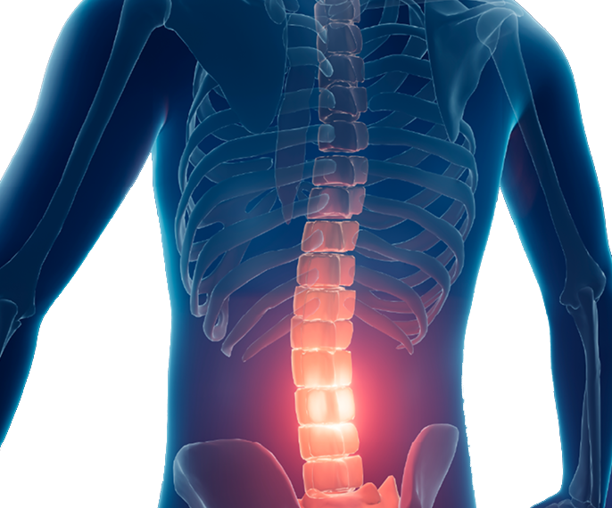 spine